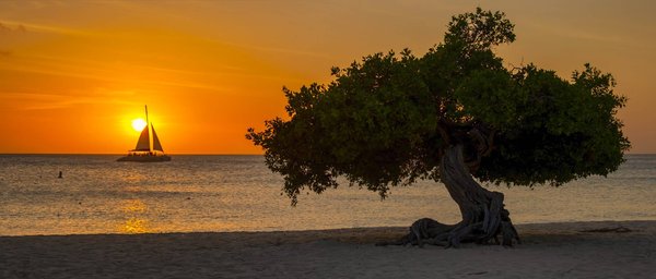 Quelles sont les raisons de choisir le thème Divi pour WordPress ?