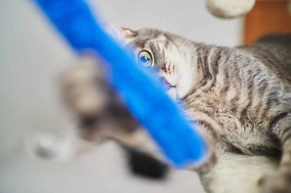 Zoom sur les dernières collections de produits dérivés Stitch